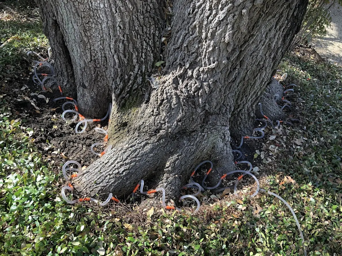 Detailed Tree Cabling and Bracing job site in White River Junction