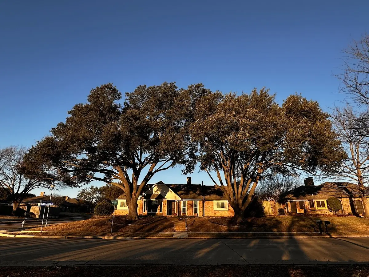 Established residential canopy tree shading a home in White River Junction
